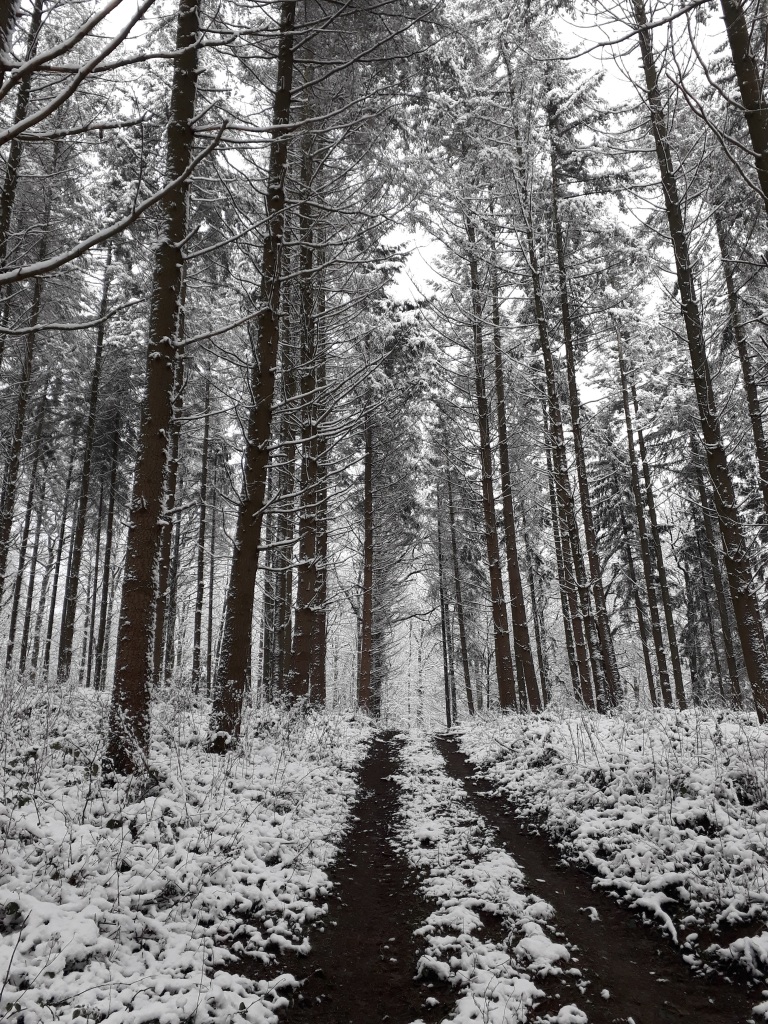 Floresta em Tallin, Ardennes, Bélgica